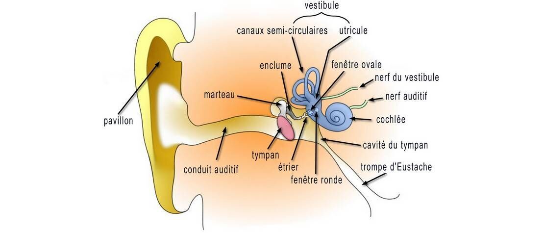 Image actualité Comment fonctionnent l'oreille et l'audition ?